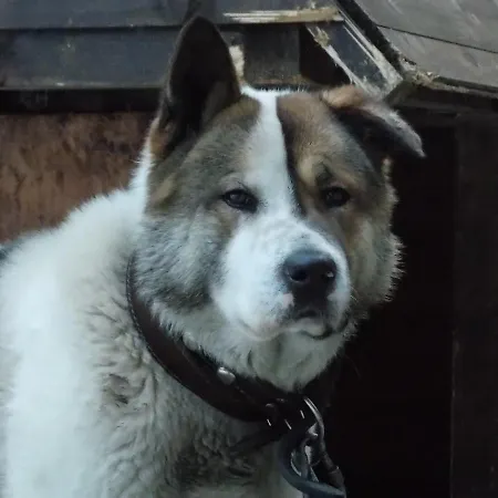 Semesteranläggning (resort) Boeritza Complex *