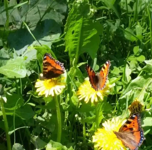 Boeritza Complex 리조트