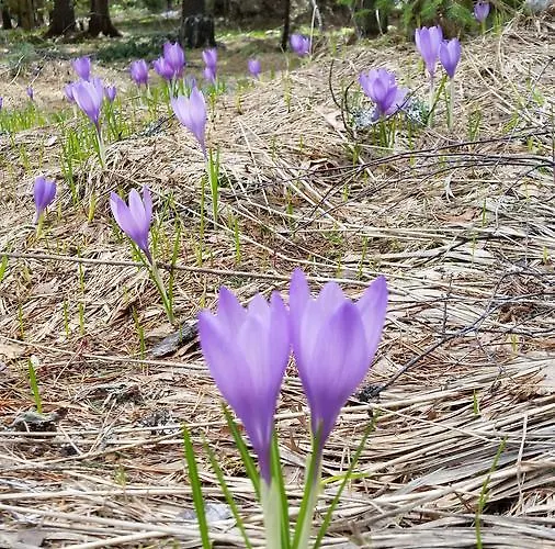 Boeritza Complex 리조트 Vladaya