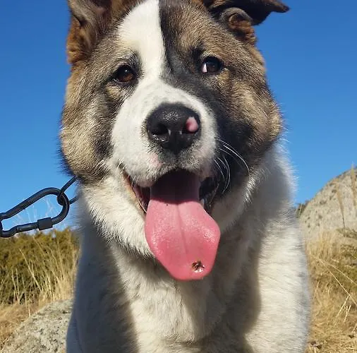 리조트 Boeritza Complex