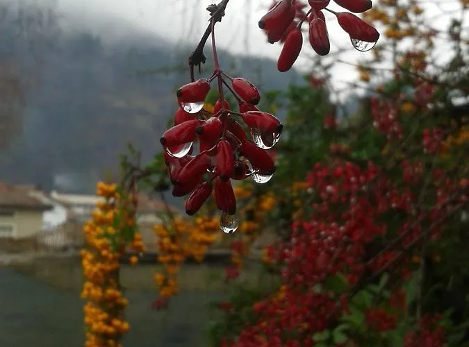 Boeritza Complex 리조트 *